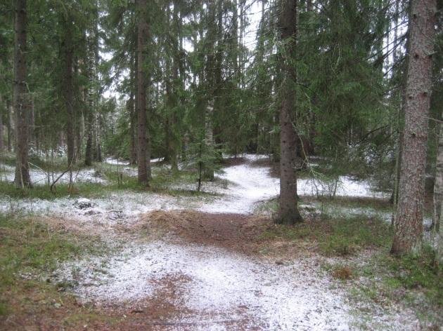 Ruoholammen alueen luontokohteet (21-31) sekä liito-oravaesiintymät,