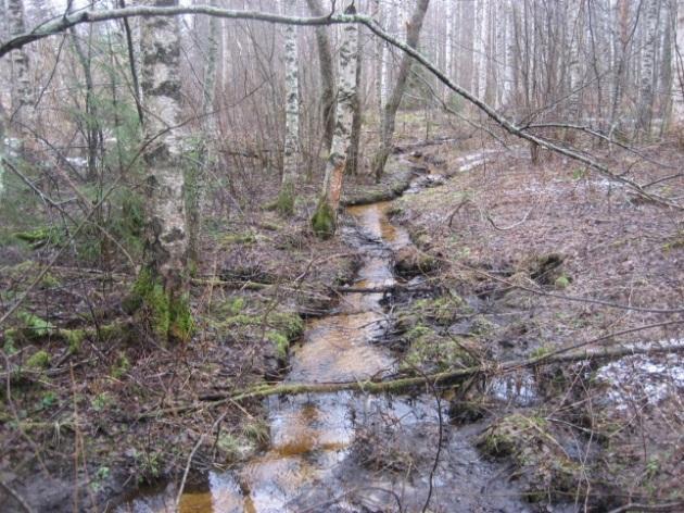 37. Niittymäen metsä Uus-Lavolan harjualueen pohjoisosassa on kohti peltoa viettävä rinne, jonka alaosassa kasvaa kuusivaltaista sekametsää (kuva 10).