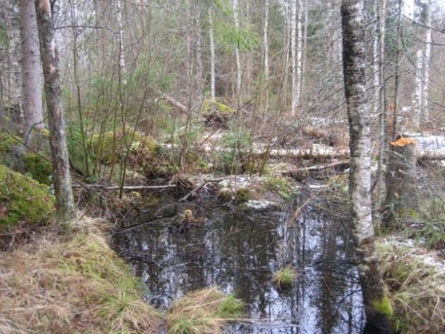 Kolopuuta tai risupesää ei löytynyt, mutta todennäköisesti alueella sellainen tai sellaisia on.