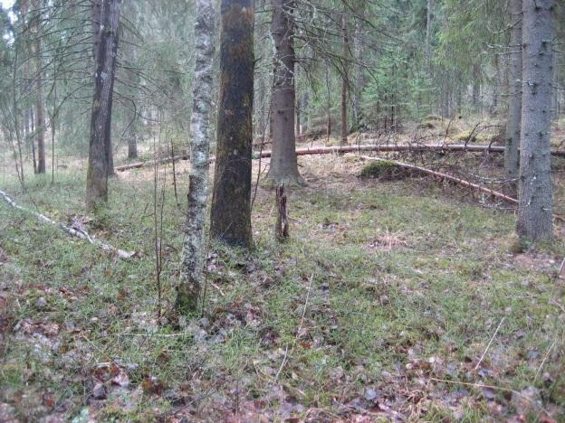 25 IV(a) laji, jonka lisääntymis- ja levähdyspaikkojen hävittäminen ja heikentäminen on luonnonsuojelulain (49 ) perusteella kielletty. Ympäristössä tulee ottaa huomioon liikkumisyhteydet.