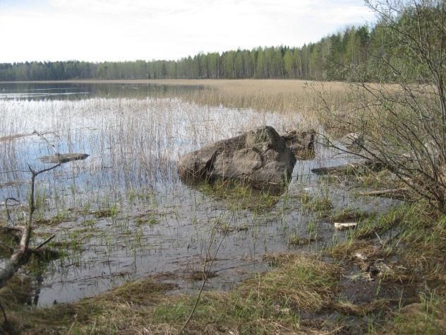 52. Sammonlahden rantaluhta Sammonlahden etelä- ja länsiranta on pitkälle matala ja sitä reunustavat järviruokokasvustot ja rantaluhtavyöhykkeet (kuva 16).