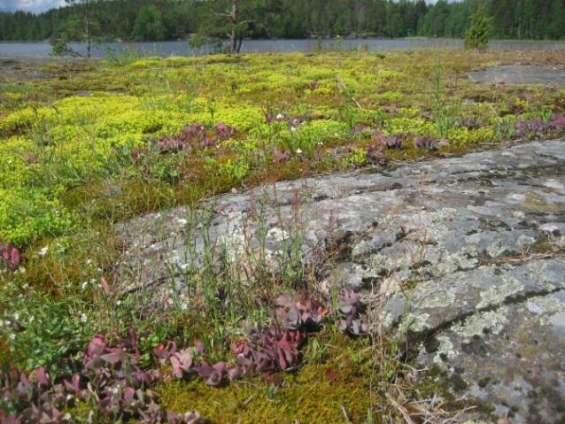 Saaren sisäosassa on männikköisiä kallioselänteitä, pieniä jyrkänteitä ja niiden välissä rehevämpiä sekametsäalueita. Puusto on sisäosissa varttuvaa ja pääosin talousmetsänä hoidettua.