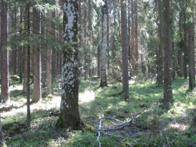 36 paikkojen hävittäminen ja heikentäminen on luonnonsuojelulain (49 ) perusteella kielletty.. Ympäristössä tulee ottaa huomioon liikkumisyhteydet. Kuva 20.
