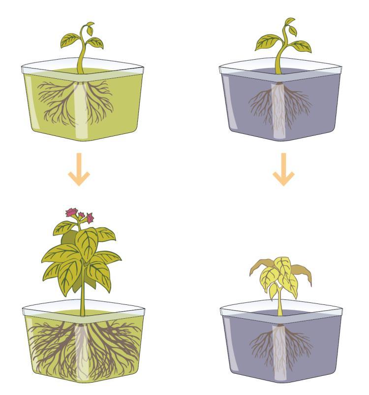 11. Koejärjestelmä kasvin kasvusta Selvitä kuvan avulla