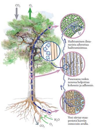 Juurikarvat: tehostavat juurten toimintaa Sienijuuri: kasvin ja sienen symbioosi Haihtumisimu: veden