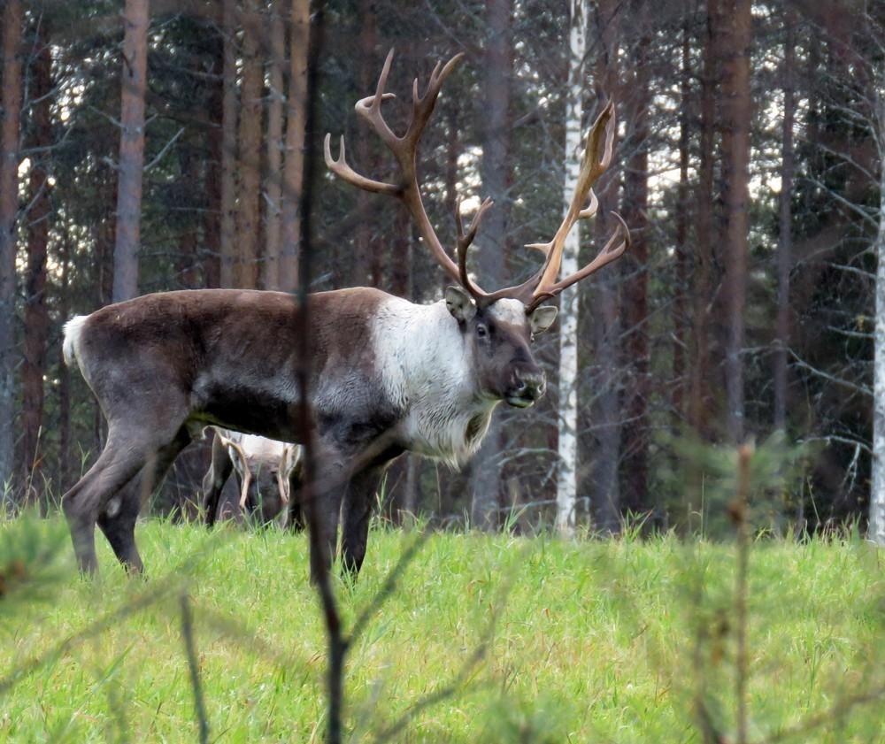 Hans-Peter Schulz ja Jaana Itäpalo 15