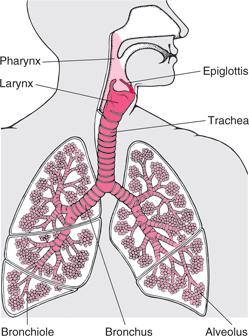 Esimerkki: Ihmisen keuhkot Pinta-aktiivisten