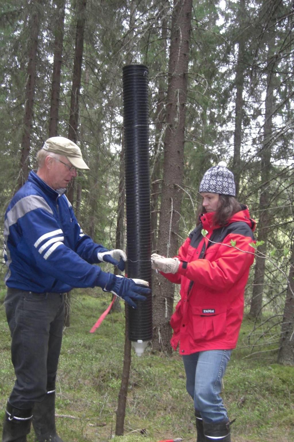 PITUUS 135 CM Monitoring Ips typographus with pheromone traps Standardized method in Nordic countries: Norway 1979 => / in ~100 municipalities Sweden 1995 => / in ~ 30+ areas Finland (some earlier