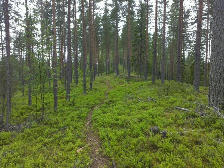 1 Siilinjärvi-Maaninka Harjualueen