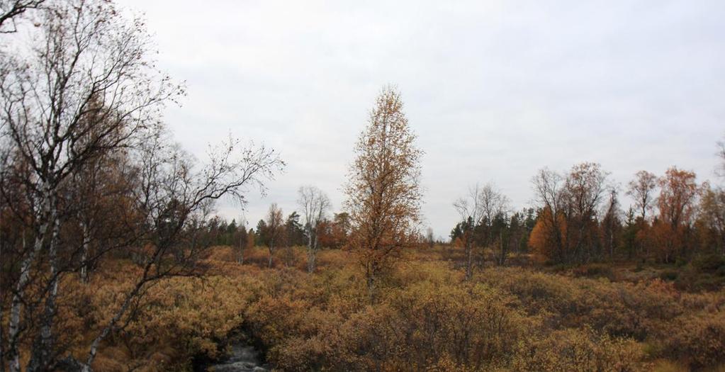 237 Kuva 9.12. Rikastushiekka-allas vaihtoehdon 2 alle jäisi Sokliojan laaksoa ja taimikkoa. Rikastamon ja rikastushiekka-altaan läjitysalueen väliin rakennetaan putkistoja.