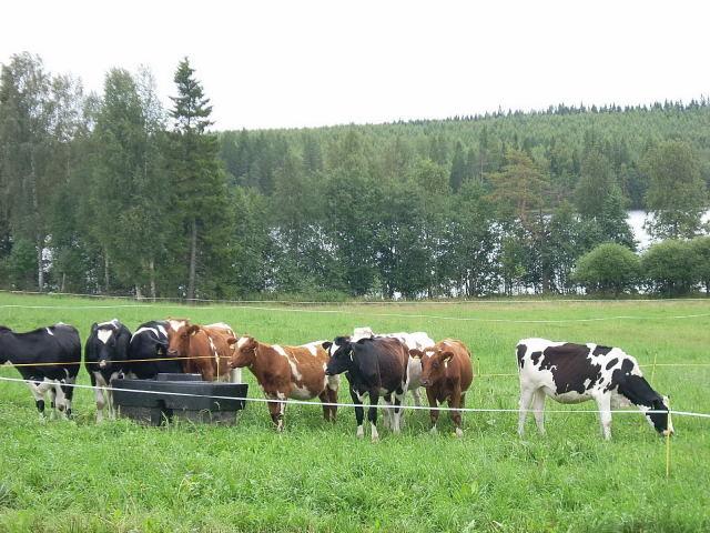 Naudan käyttäytyminen Naudan luontaiset oleskelualueet ovat laajoja ja sisältävät laidun- ja lepoalueita sekä juomapaikkoja Naudat