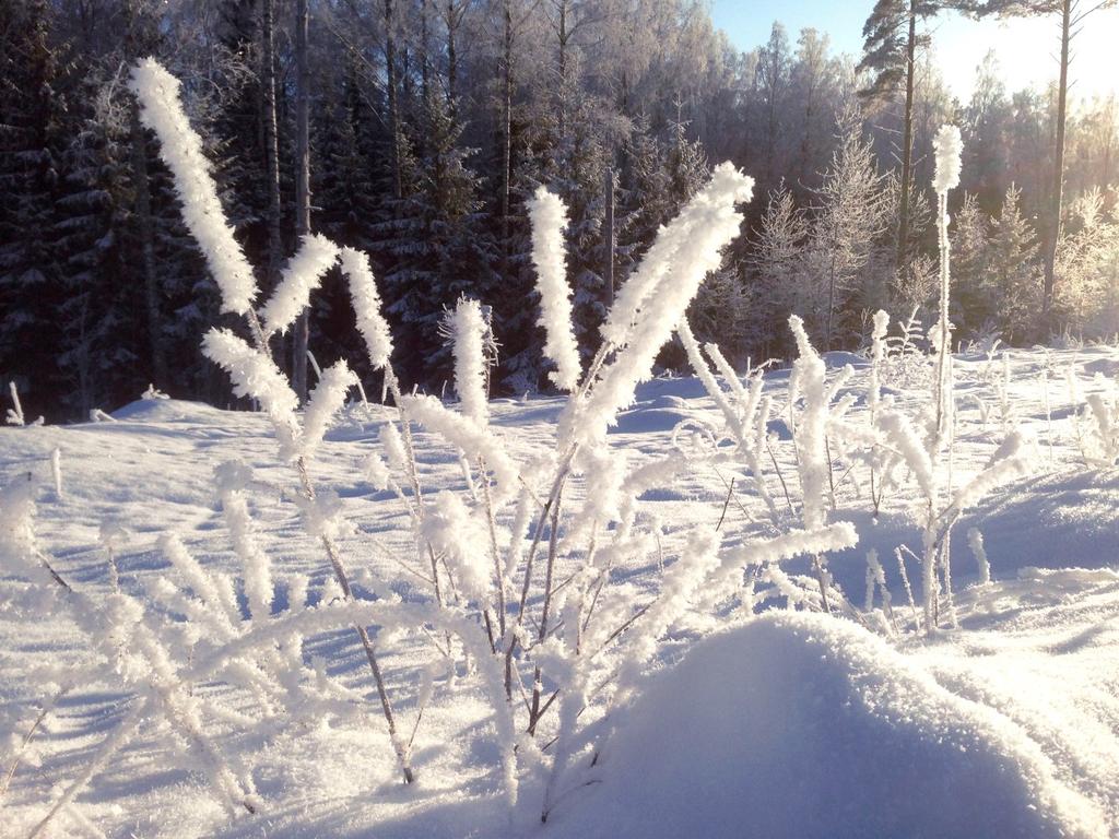 1 KrLL 1/2017