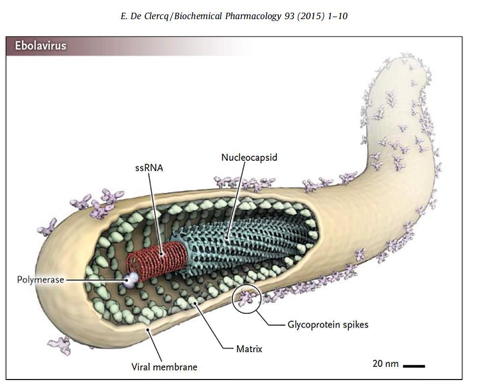 4 Kuva 2. Ebola-virus rakennekuva [5]. 2.2 NMR-spektroskopia Ydinmagneettista resonanssispektroskopiaa (NMR, nuclear magnetic resonance spectroscopy) käytetään pääasiallisesti orgaanisten yhdisteiden rakennemäärityksiin.