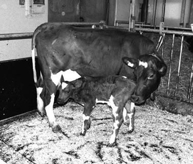 1999) mukaan sairauksilla on huomattava vaikutus poistoihin. Niiden vaikutus riippuu sekä sairauden esiintymisen ajankohdasta että lehmän tuotantovaiheesta.