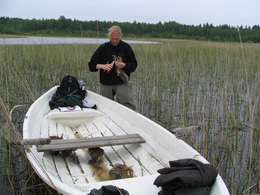 Lintuharrastajat ja rengastajat Lintuharrastajien ja rengastajien panos arviointi- ja raportointityössä on erittäin merkittävä Linnuston