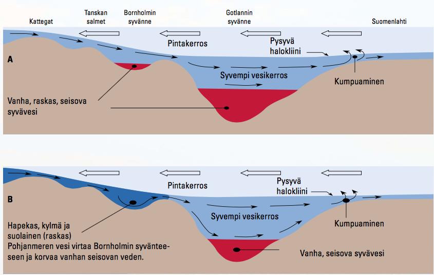 vanhan seisovan syväveden. Näiden suolapulssien aikana Itämereen saapuu noin 200 400 km 3 suolaista valtamerivettä. 11 Kuva 3. Suolapulssien eteneminen.
