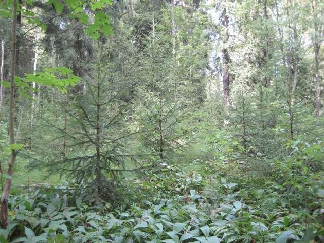 Uudistaminen luontaisesti latvusaukoilla Toimenpiteessä poistetaan uudistettavaa vanhempaa puustoa metsään syntyneiden taimiryhmien ympäriltä ja muodostetaan tilaa syntyville taimille.