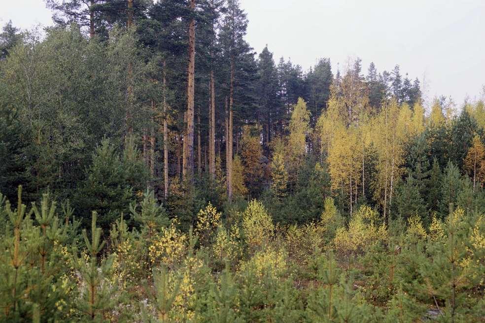 Männyn ja koivun luontainen uudistaminen Mänty- tai koivuvaltaista vanhempaa metsää harvennetaan uudistamisvaiheessa hyvin harvapuustoiseksi.