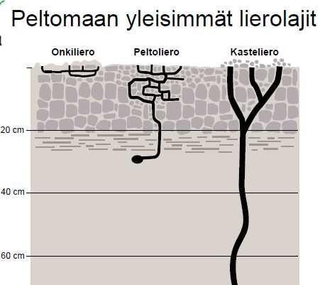 Maaperäeläimet Sukkulamadot, punkit, hyppyhäntäiset, änkyrimadot, lierot Syövät pieneliöitä Pilkkovat kasvinosia pienemmiksi Syövät taudinaiheuttajia ja tautisia