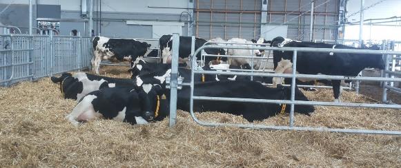 6 (56) 2 UMMESSAOLOKAUSI Ummessaolokauden ensimmäiset päivät voi olla lehmälle stressaavia rutiinien muutoksien takia. Lehmän päivittäiset rutiinit, kuten lypsyllä käyminen, muuttuvat.