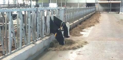 8 (56) Umpilehmien lihomisen parsinavetoissa voi aiheuttaa toisilta varastelemaan pääsevät lehmät. Pihatoissa lihomista voi tapahtua myös, jos ryhmittely on puutteellista (Kulkas 2013, 44).