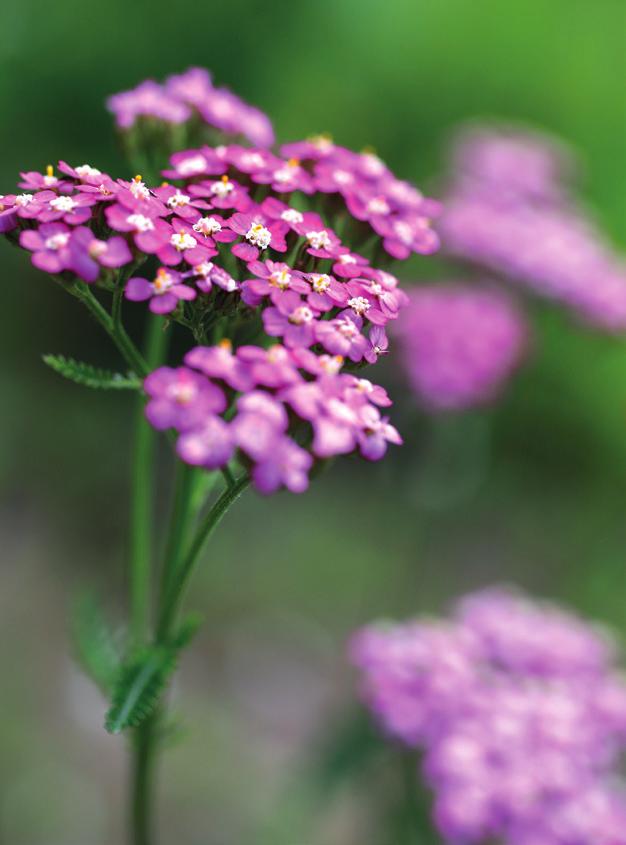 Valkoisen siankärsämön ja punakärsämön (Achillea millefolium) jälkeläiset ovat hennonvaaleanpunaisia. Kärsämöt kukkivat kesä syyskuussa.