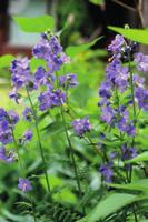 Maatiaisperennoja luonnonkasvien sekaan 1 Lehtosinilatva (Polemonium caerulemum) on ikivanha koristekasvi ja jokaisen luonnonmukaisen tarhan luottoperenna.