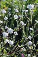 40 80 cm 6 Harmaakäenkukka (Lychnis coronaria) on kaksivuotinen puutarhakasvi. Lähes koko kesän kukkiva laji lisääntyy kukkatarhassa uusien siementaimien ansiosta.