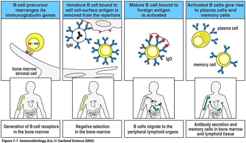 1 IMMUUNIJÄRJESTELMÄN KEHITYS Petteri Arstila (2011) Immuunipuolustukseen osallistuvien solujen kehitys jakautuu kahteen päälinjaan, myeloidiseen ja lymfoidiseen, jotka molemmat saavat alkunsa