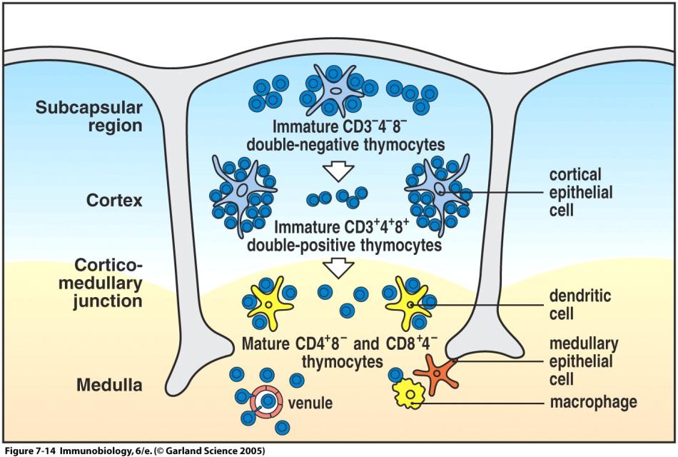Tässä prosessissa erilaiset kasvutekijät (CSF, colony stimulating factors) ovat keskeisessä asemassa.
