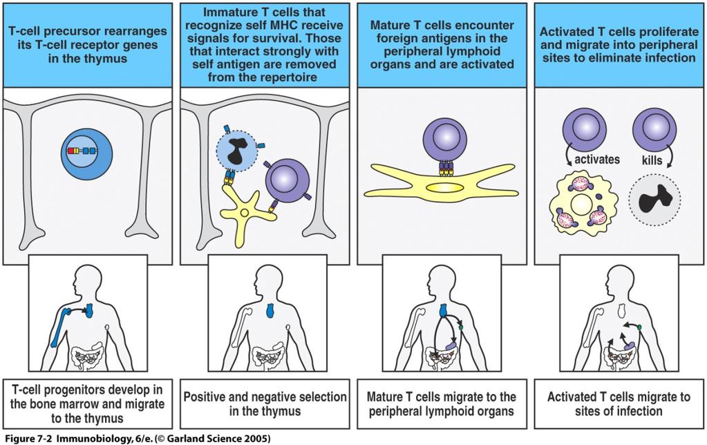 Näiden kahden, osin vastakkaisen prosessin tuloksena valikoituu Tsolupopulaatio, joka kykenee tunnistamaan antigeeneja MHC:n esittelemänä, mutta ei ole liian voimakkaasti reaktiivinen elimistön omia