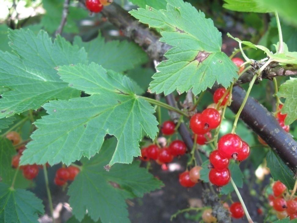 Punaherukka (punaviinimarja) Ribes Rubrum-ryhmä