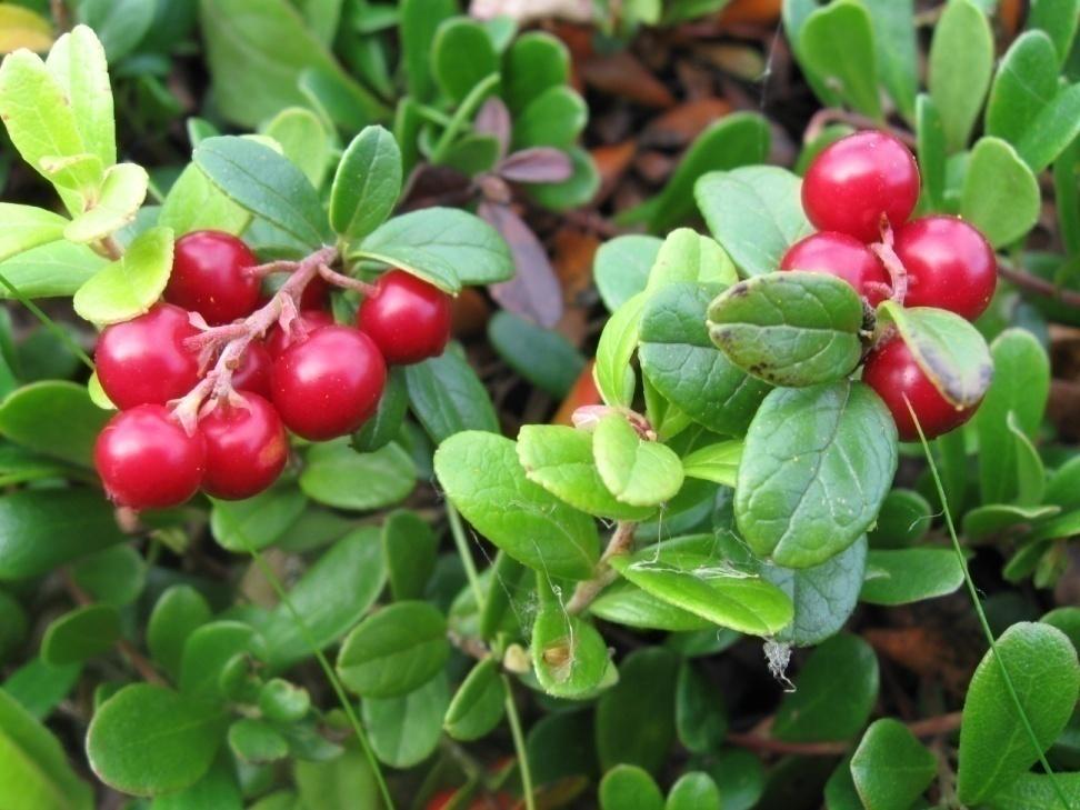 Puolukka Vaccinium vitis-idaea lehdet