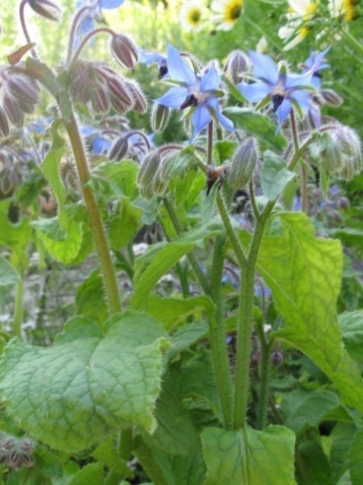 Rohtopurasruoho (purasruoho, kurkkuyrtti) Borago officinalis lehdet