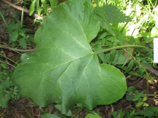 lappa Lehtotakiainen Arctium