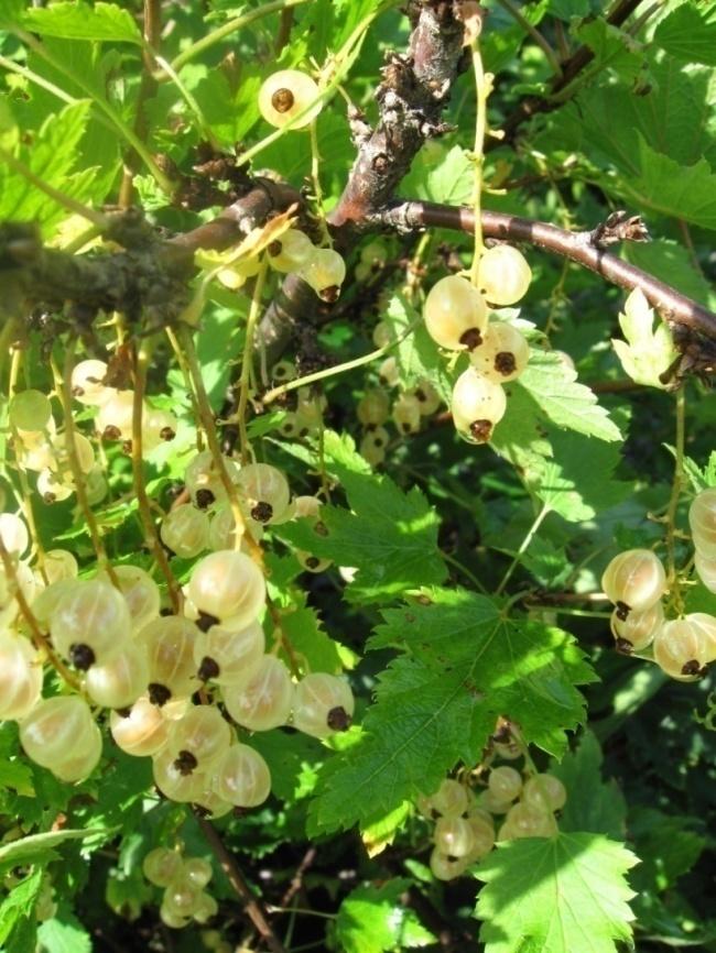 Valkoherukka Ribes Rubrum- ryhmä 'Valkoinen