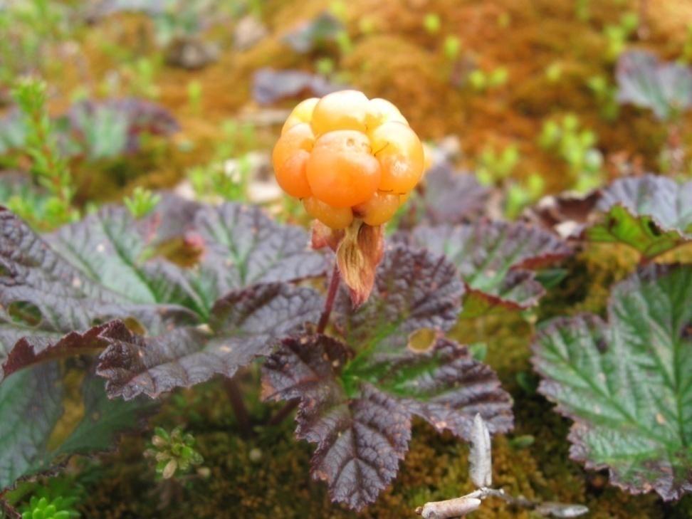 Lakka (hilla, muurain) Rubus