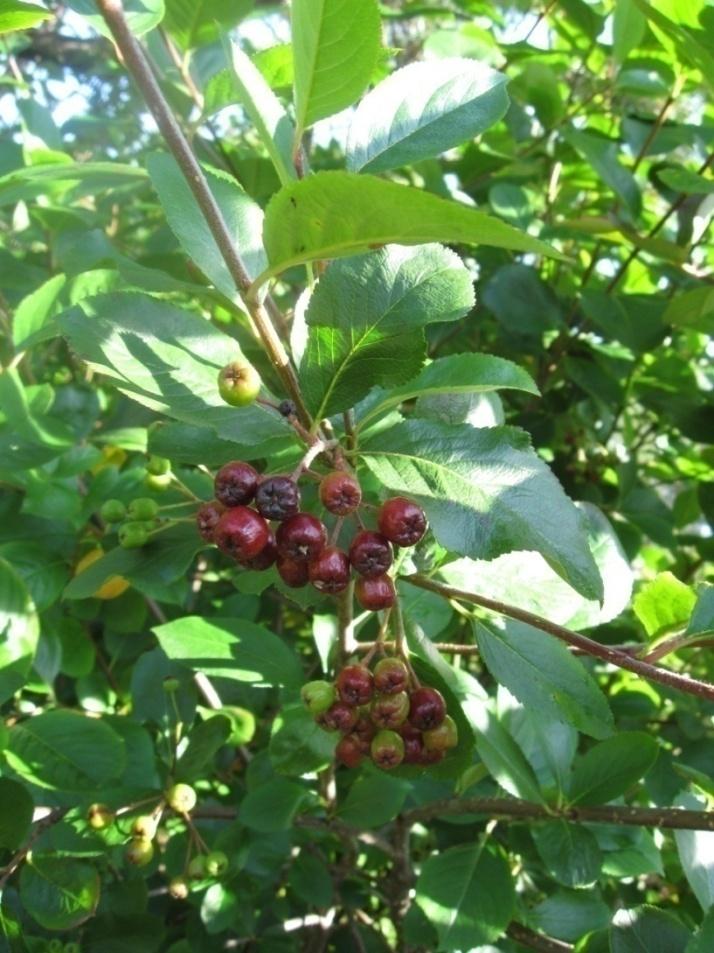 Marja-aronia Aronia