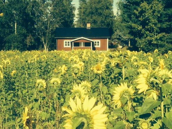 30 (Lounaaseen sisältyy salaattipöytä, leivät, juomat sekä jälkkäriksi kahvi & pulla.) Tervetuloa herkuttelemaan ja tekemään löytöjä!