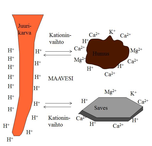 Kationinvaihto Kasvit vaihtavat maahiukkasten pinnalta ioneja erittämällä vetyä