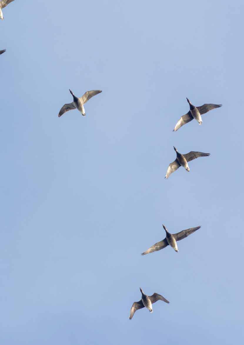 Liity Kyly-verkkoon! Kyly-verkko on sähköpostilista, jossa tiedotetaan yhdistyksen tapahtumista ja käydään lintuharrastus- ja lintuaiheista keskustelua.