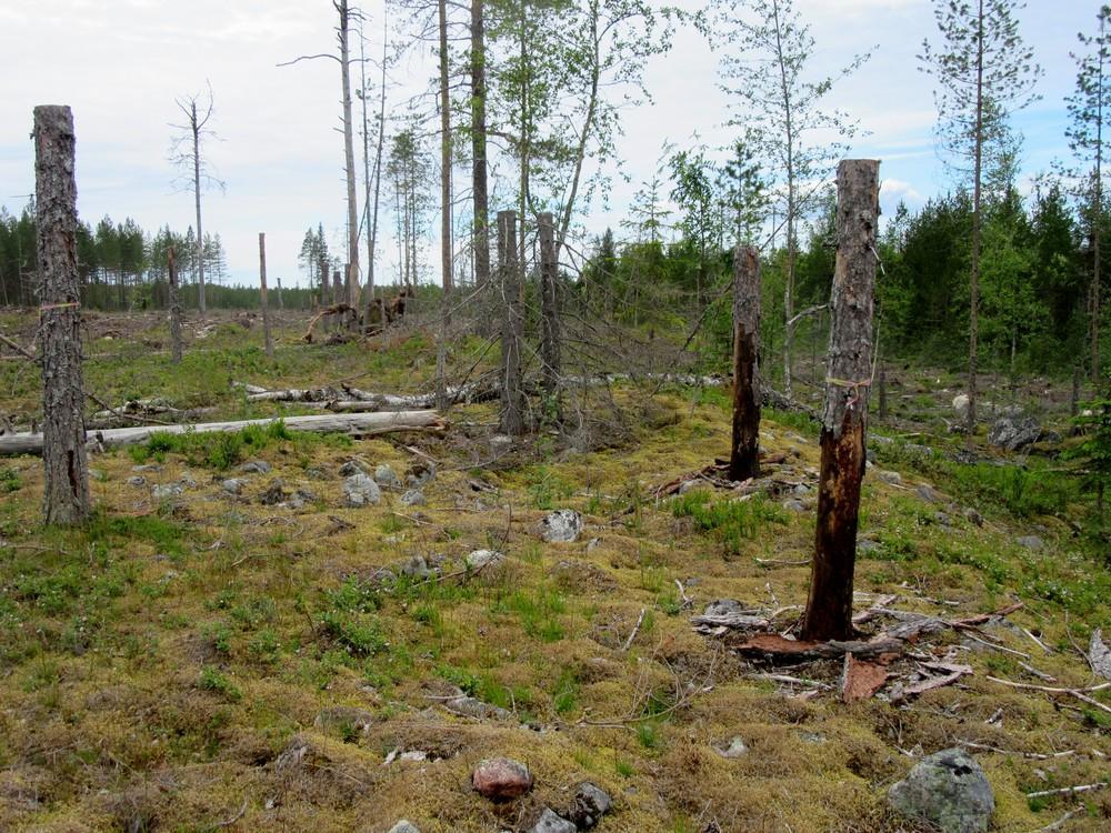 19 Itäinen rakkakuopparyhmä kuvattu länteen. Kohde 2.