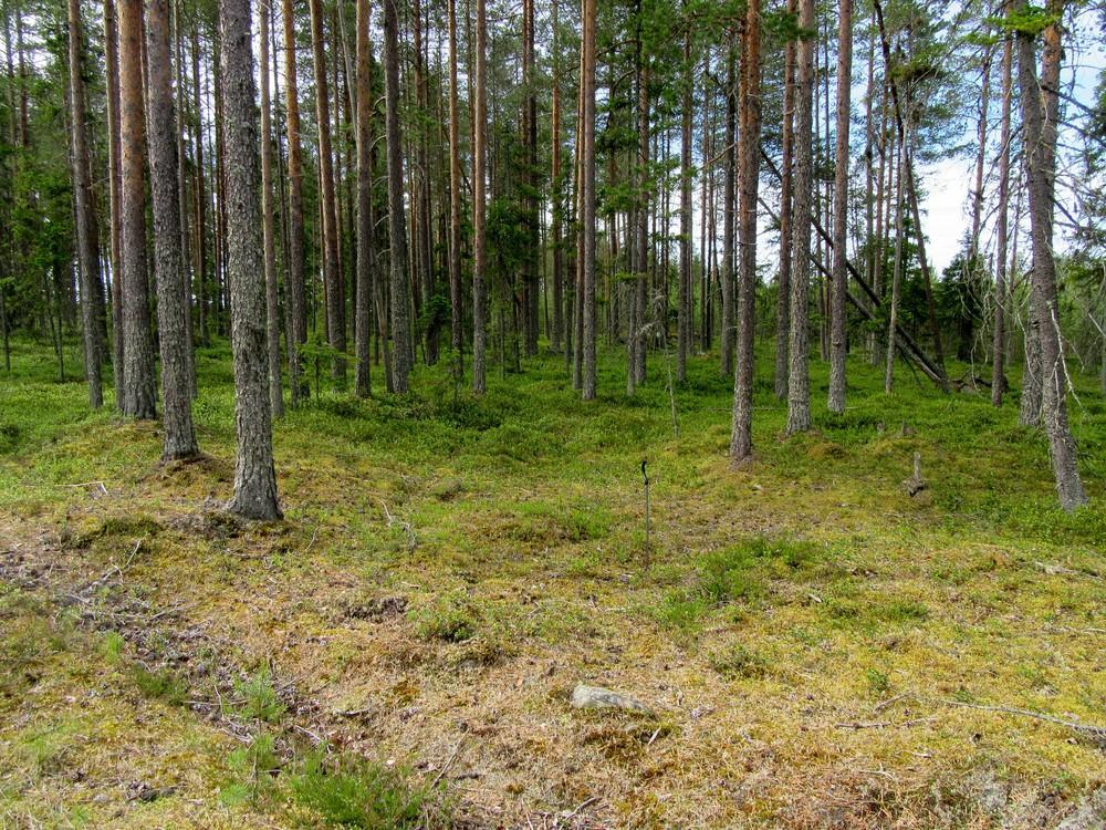 22 Ainakin kolmen asumuspainanteen muodostama kivikautinen asuinpaikka ent. Yli-iin kunnan puolella, ent.