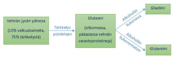 10 Kuvio 2. Vehnänjyvä ja varastoproteiinit (Mäki ym. 2006, 19) Kauran käyttö gluteenittoman ruokavalion yhteydessä on keliaakikoiden kesken hyvin yleistä ja suositeltavaa.
