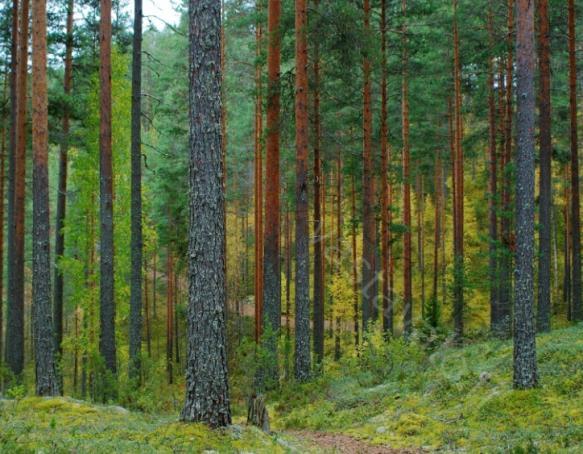 Uudistuskypsää metsää 25%