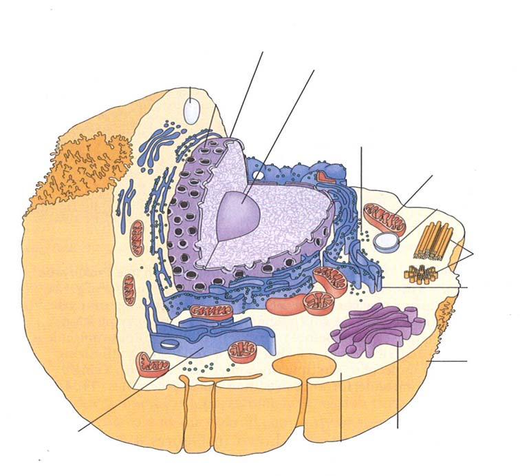 4 Kuvat esittävät eri eliökuntien soluja. Mitä soluja on esitetty? Nimeä solujen rakenneosat alla olevan listan avulla. Sama rakenneosa saattaa esiintyä useammassa kuin yhdessä solukuvassa.