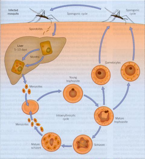 Plasmodium falciparum infektoi kaiken ikäisiä punasoluja -> parasitemiaprosentti >2% -> komplikaatiot-> kuolema n.