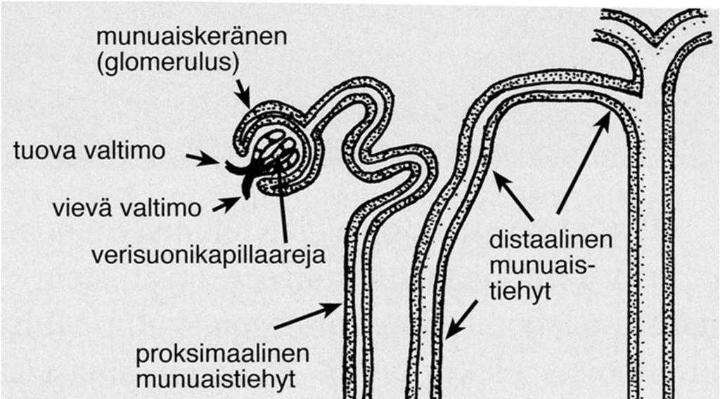 MUNUAISET Nefroni: munuaisten toiminnallinen yksikkö Glomerulus GFR = glomerulusten suodattumisnopeus Plasman