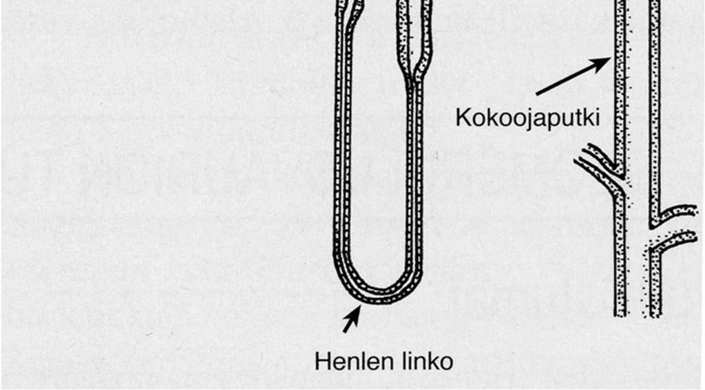 135-180 l/vrk 95-125 ml/min Tubulukset ja kokoojaputket Reabsorptio: 99% of ultrafiltraatin vedestä ja suurin