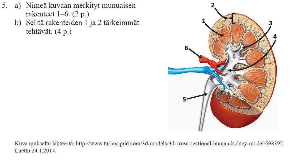 Kuorikerroksessa (2) tapahtuu suodatus, munuaisytimen (1)